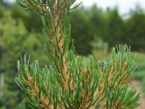 An attractive layered look comes from this pine’s horizontally growing secondary branches. The tiered effect is accentuated by heavy cone production, which weighs down the ends of the branches and gives the tree an especially aged look. Bluish needles have silver striations.