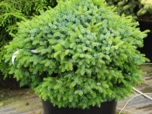 This dense, globose Serbian spruce boasts a unique display of two colors: its green needles are flipped and held upright to show off their silver-blue undersides. As the low conifer matures, it can form a leader, which gradually changes the shape to that of a pyramid.