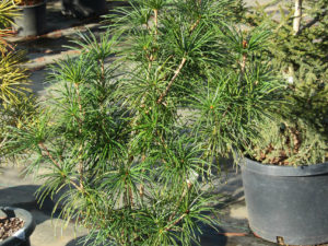 A unique variety of umbrella pine with a wide, pyramidal form and dense habit. A unique find from Edwin Smits in The Netherlands.