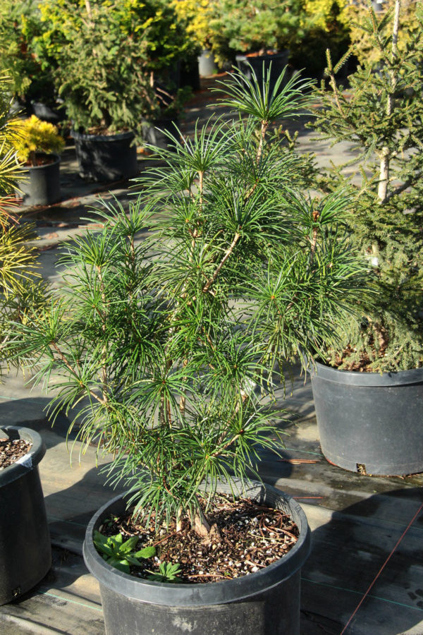 A unique variety of umbrella pine with a wide, pyramidal form and dense habit. A unique find from Edwin Smits in The Netherlands.