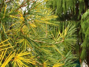 Rich golden-yellow variegation is randomly arranged throughout the thick, dark-green needles of this upright, pyramidal conifer.