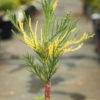 Bright, golden-yellow variegation is splashed throughout this sequoia tree. The color contrast is stunning, and a variegated cultivar of such a special species makes it even more special.
