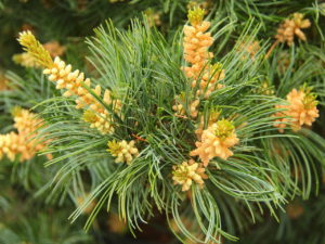 This dense pyramidal pine with silver-blue foliage makes an excellent choice for the landscape. Light yellow-green spring candles open and mature to short blue needles accented with silvery lines. Very full and thick, the plant grows about 8 inches a year.