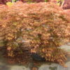 The beautiful leaves of this laceleaf Japanese maple emerge with orange and red highlights. In summer, the green leaves develop orange-red margins and contrast with red new growth. In fall becomes bright orange. A recent introduction. Dissectum.