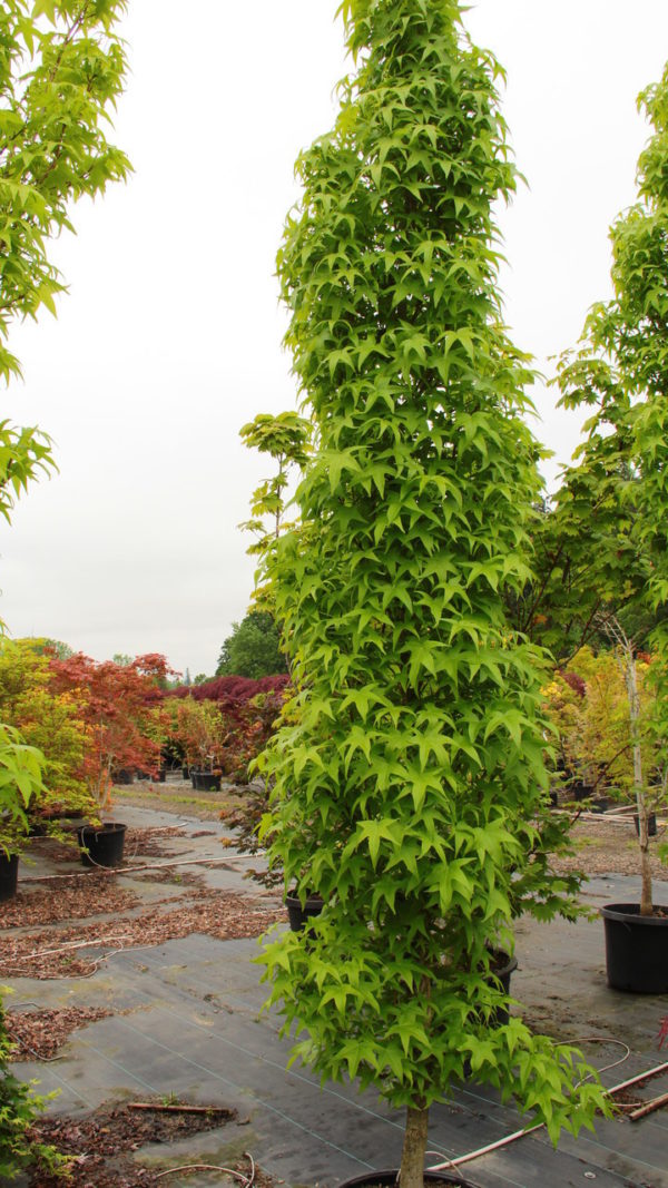 Large, light-green leaves densely cover the upright branches of this narrow broadleaf tree. This tree will remain narrow as it gets taller with age. An excellent vertical accent in a formal landscape.