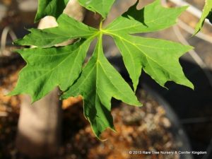 Acer platanoides 'Maltese Cross'