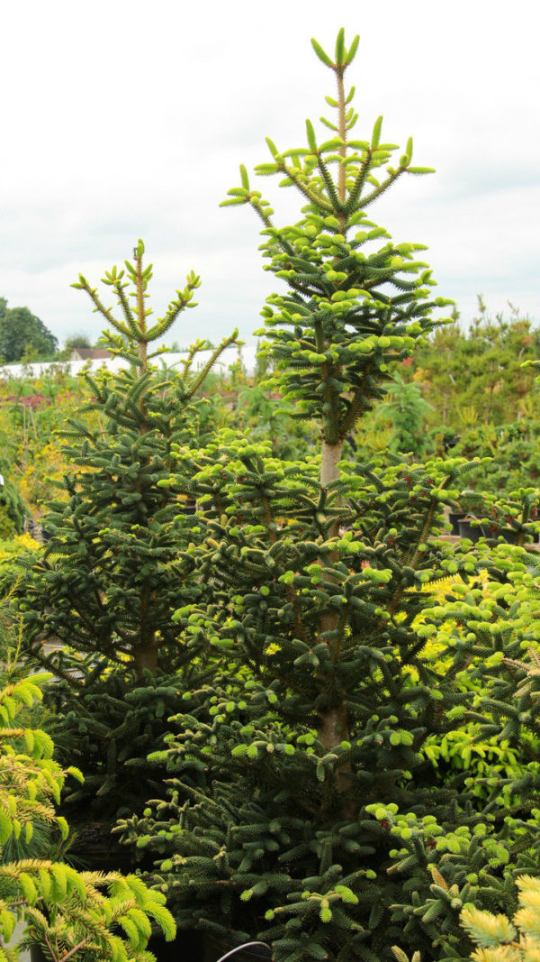 The stiff, pointed needles of this Spanish fir develop a gorgeous golden cast over silver-blue. They appear to radiate around the stems and provide great texture. Slow-growing, the striking tree can be conical or somewhat irregular.