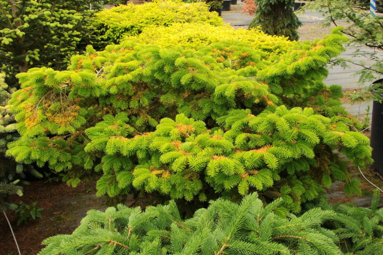 A sunny addition to the winter garden, this golden spreading Nordmann fir has a compact bun-like shape. The tiny golden needles require shade when young.
