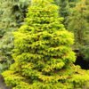 A sunny addition to the winter garden, this golden spreading Nordmann fir has a compact bun-like shape. The tiny golden needles require shade when young.