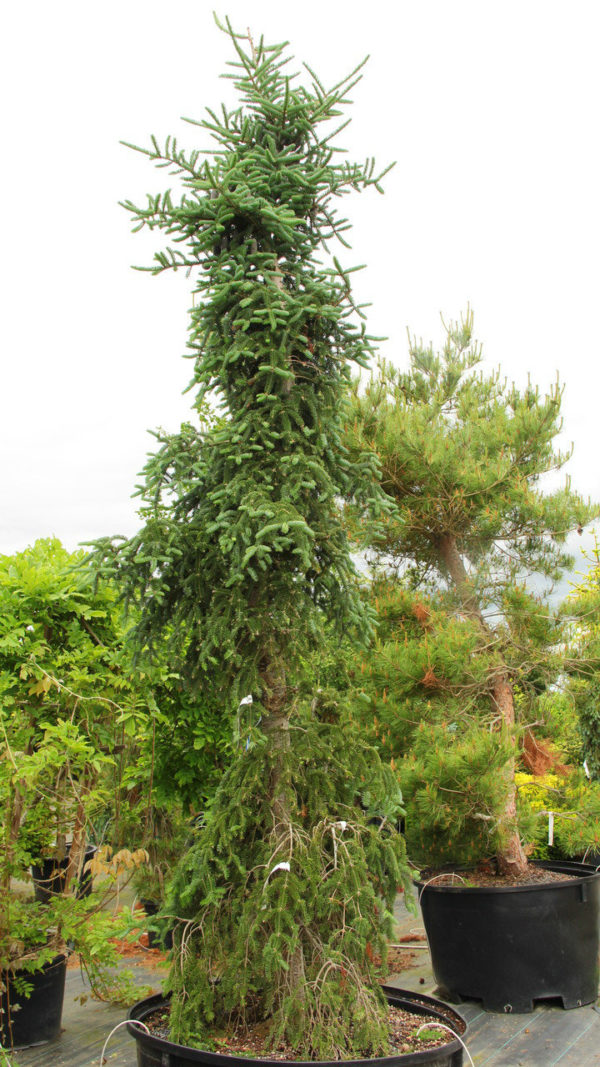 The leader and branches of this narrow, weeping balsam fir start out upright or horizontal and gradually angle down as they age. At 10 years, the lower 80% of the trees branches will be weeping and the upper 20% will extend horizontally or upright.