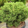 A dense, globose pine with dark green needles. An old cultivar that is still quite popular.