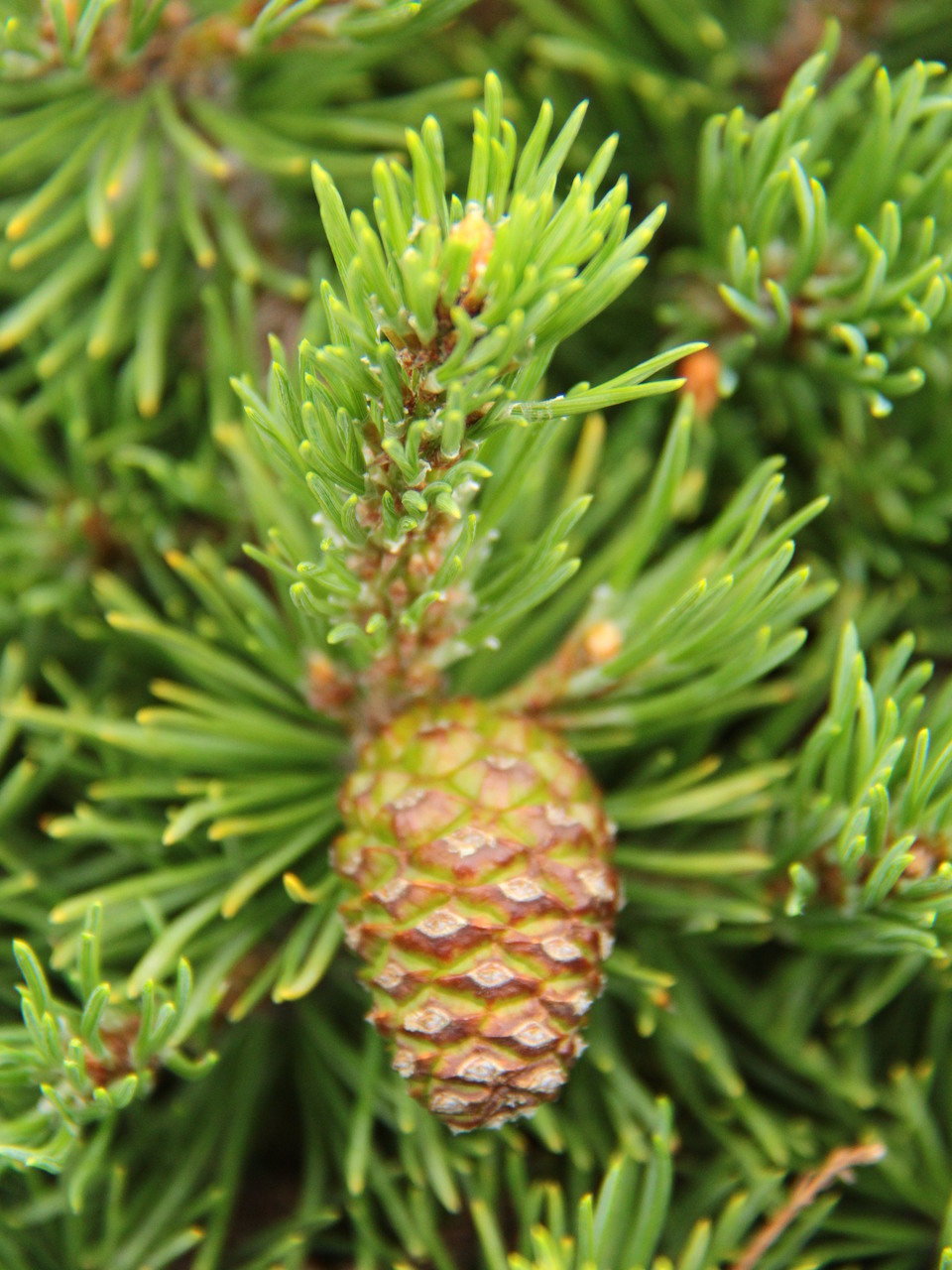 A dense, globose pine with dark green needles. An old cultivar that is still quite popular.
