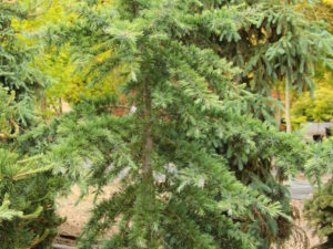 This form of deodar cedar has ascending branches with needles emerging a light yellow-green color, needles from the previous year sporting a glaucous appearance, and needles from two or more years ago the traditional blue-green color of most deodar cedars. A truly outstanding plant with a fantastic color contrast especially in the spring.