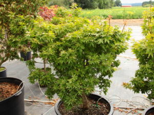 Colorful new growth has a mix of apricot tones and light-green color. The leaves and buds are quite densely-arranged, giving this slow-growing maple a congested appearance.