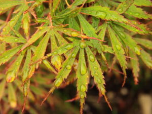 Thin-lobed leaves are primarily red, having a delicate appearance. An uncommon variety that is fairly new to the trade.