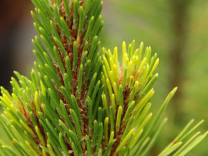Yellow patches are present throughout the foliage of this low-growing, dwarf pine. The variegation contrasts nicely with the rest of the dark green foliage. Possibly the same as 'Mt. Hood Marble'.