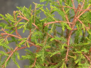 This bald cypress originated at Iseli Nursery. Soft, feathery foliage is light green in spring but copper-orange in the fall.