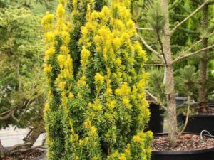 Brilliant yellowish-white needles on this columnar yew. A slow-growing that goes great in just about every landscape. Also listed by some as 'White Icicle'
