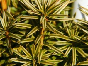 As its name suggests, this upright cultivar of English Yew has a silver-colored variegation on the margins of the leaves. This bright variegation is accentuated in the winter months. Its upright form and color combination make it a nice landscape plant.