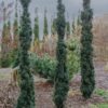 The remarkably dark-green foliage of this columnar yew gives it a really stunning presence in the landscape. A fairly uncommon but desirable selection.