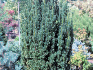 A slender, upright conifer with wide, dark-green needles. Found and introduced by Joe Reis and named for his wife, Maureen.
