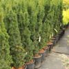 This dense, columnar conifer has dark green foliage and a tight, fastigiate growth habit. A very unique plant that makes an "exclamation point" vertical accent in the landscape.