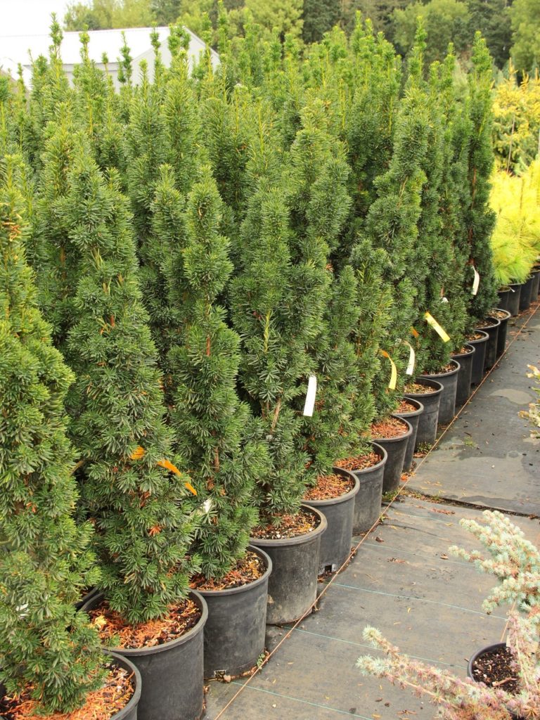This dense, columnar conifer has dark green foliage and a tight, fastigiate growth habit. A very unique plant that makes an "exclamation point" vertical accent in the landscape.