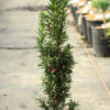 Smokestack is a dense, columnar yew with dark green foliage and a tight habit. Smokestack is a great name for this unique and handsome variety.