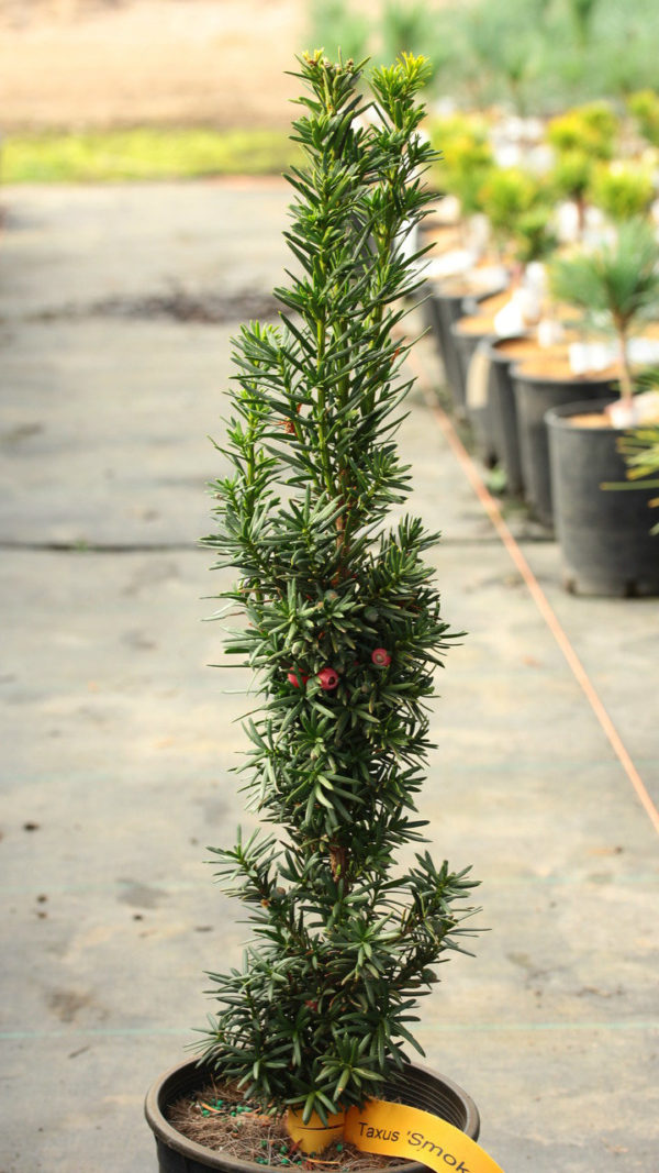 Smokestack is a dense, columnar yew with dark green foliage and a tight habit. Smokestack is a great name for this unique and handsome variety.