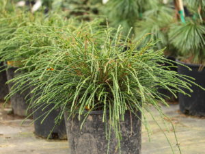 This peculiar variety looks like a firework of stringy foliage! Thin green branchlets radiate in all directions on this low, mounding conifer. Its fascinating texture and fun shape make it an excellent slow growing selection for most any garden.