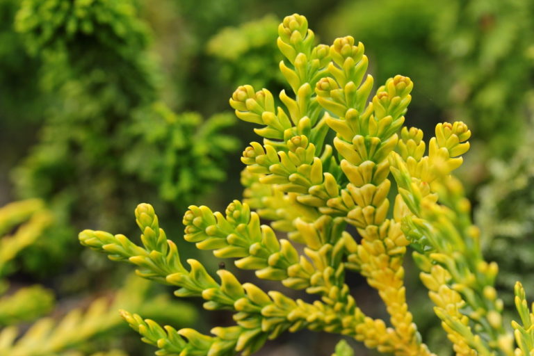 The chunky texture of this unique species is accentuated by the golden-yellow frosting on the foliage. A unique variety that is uncommonly seen in cultivation.