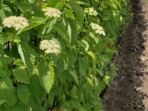 Arrowwood Viburnum is a North American native multi-stemmed shrub. It has profuse white flowers in spring that attract hundreds of honeybees and butterflies. Later they develop small, blue fruits that feed birds. It responds well to pruning to form a nice, thick hedge.