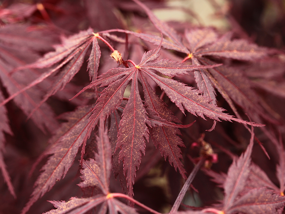 Acer-palmatum-Black-lace-Japanese-maple-best-for-containers