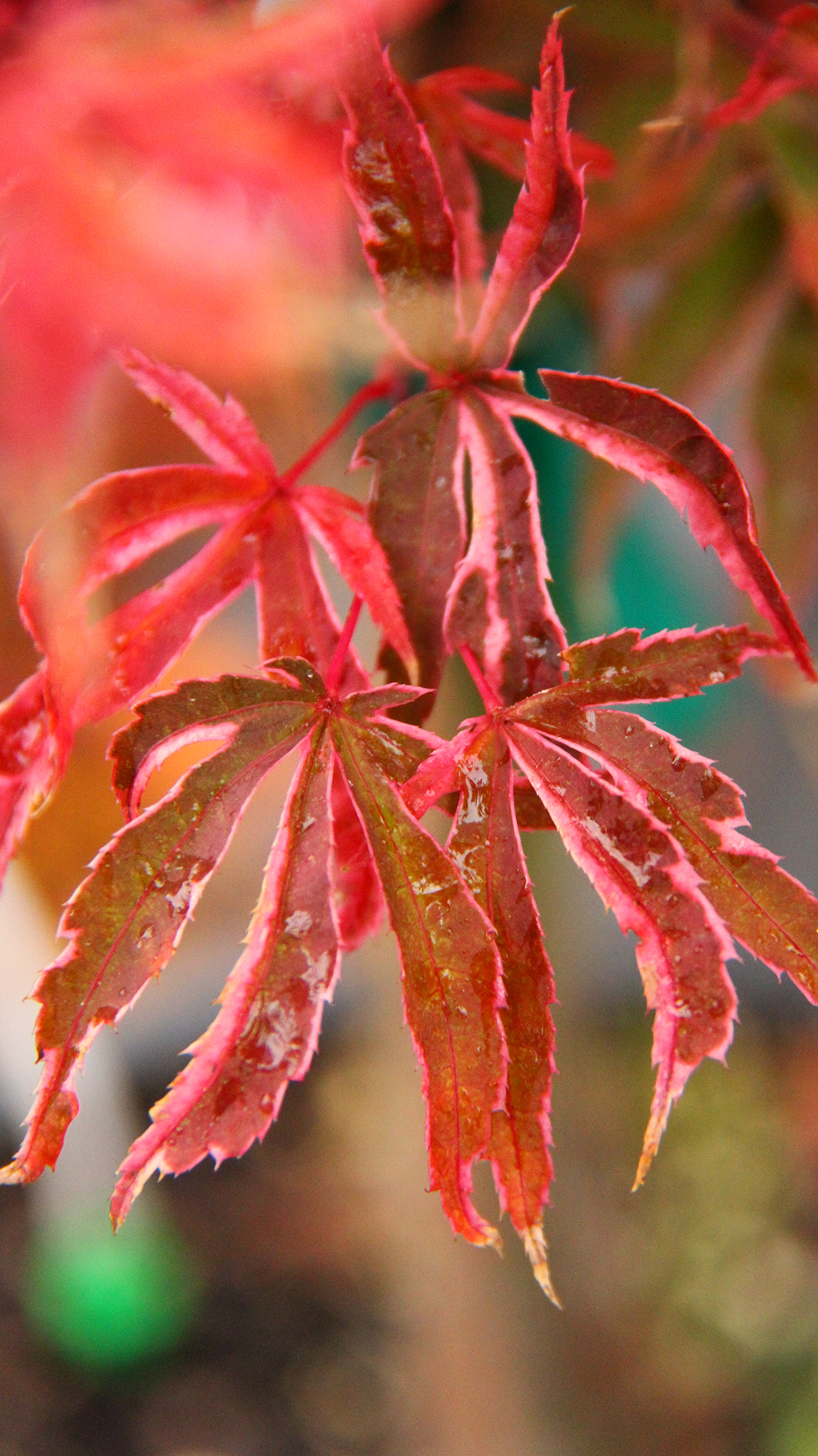 Acer-palmatum-Geisha-Gone-Wild-Japanese-maple-best-for-containers