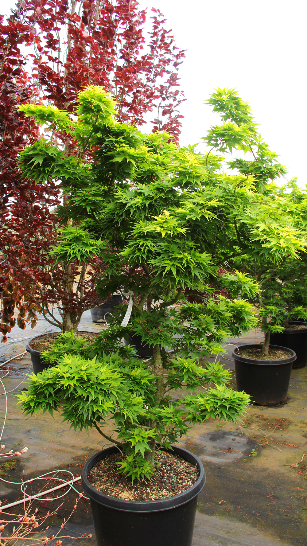 Acer-palmatum-Mikawa-yatsubusa-Japanese-maple-best-for-containers