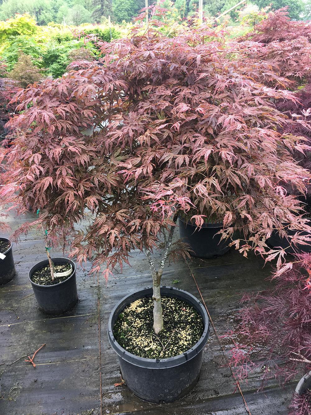 Acer-palmatum-Mikazuki-Japanese-maple-best-for-containers