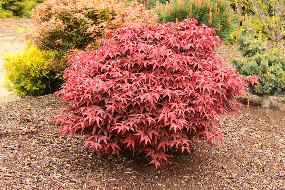 Acer-palmatum-Rhode-Island-Red-Japanese-maple-best-for-containers