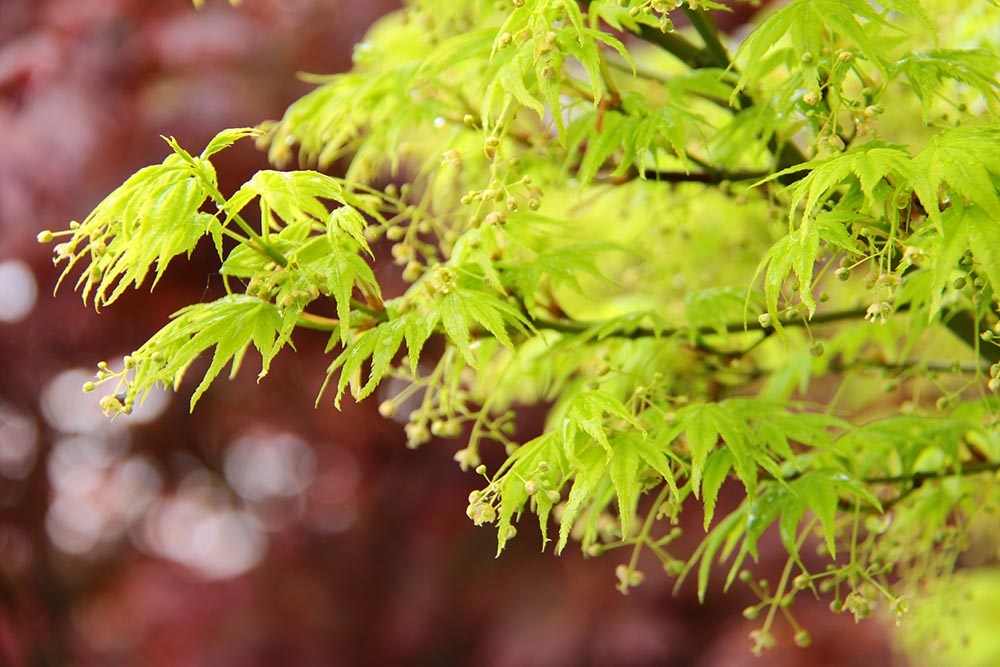 Acer-palmatum-Shidava-Gold-Japanese-Maple-yellow-bright