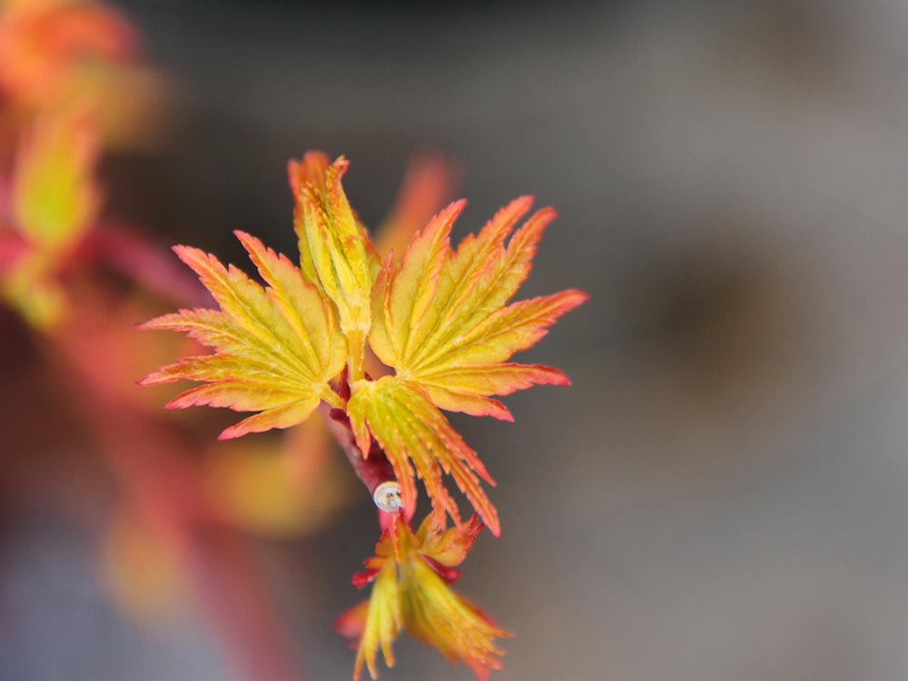 Acer-palmatum-Ueno-Yama-Japanese-Maple-orange-yellow-green