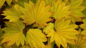 Acer-shirasawanum-Aureum-Golden-Full-Moon-Maple-yellow-gold