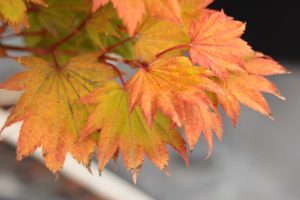 Acer-shirasawanum-Aureum-Golden-Full-Moon-Maple-orange-fall