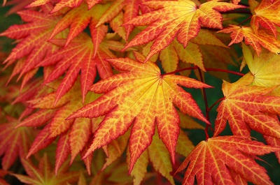 Acer-shirasawanum-Autumn-Moon-Full-Moon-Maple-fall-color-orange