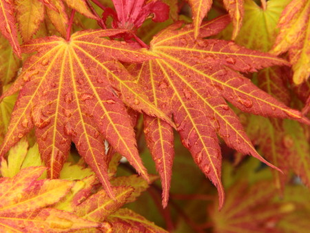 Acer-shirasawanum-Autumn-Moon-Full-Moon-Maple-leaves-orange
