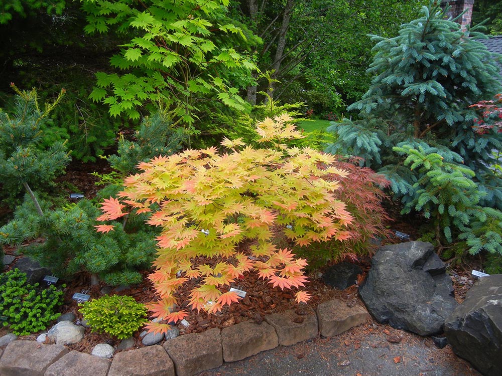 Acer-shirasawanum-Autumn-Moon-Full-Moon-Maple-partial-shade-garden