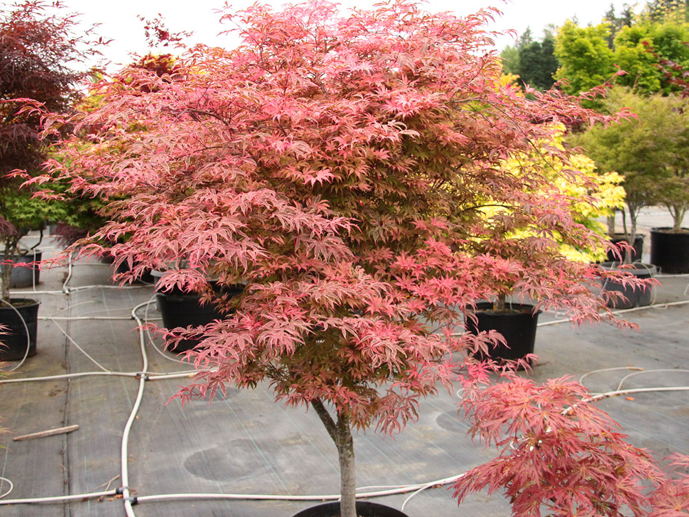 Acer-palmatum-Geisha-Gone-Wild-Japanese-maple-best-for-containers