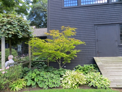 Acer-shirasawanum-Autumn-Moon-Full-Moon-Maple-shade-garden