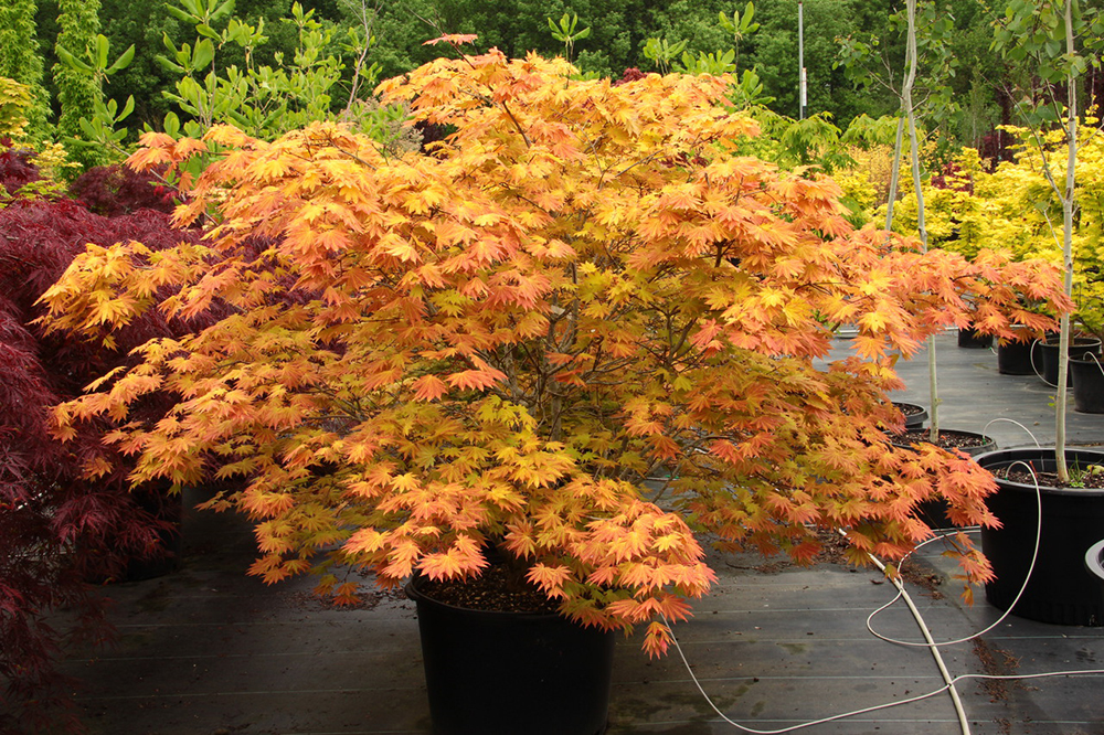 Acer-shirasawanum-Autumn-Moon-Full-Moon-maple-best-for-containers