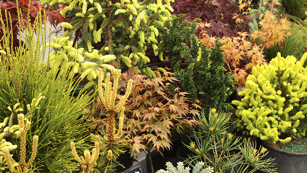 Japanese-maple-dwarf-conifer-container-garden-companion-plants